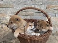 shiba-inu-stenci-small-1