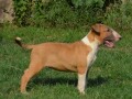 bull-terrier-stenci-small-3