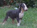 bull-terrier-stenci-small-1