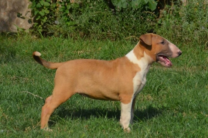 bull-terrier-stenci-big-3