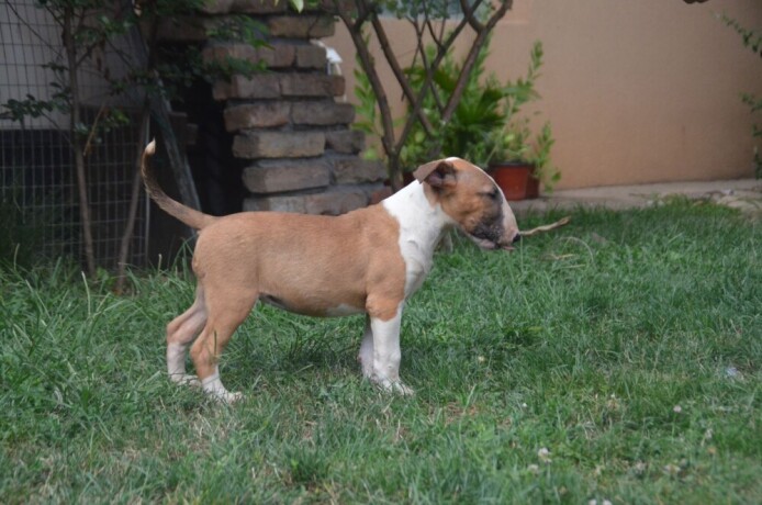 bull-terrier-stenci-big-0