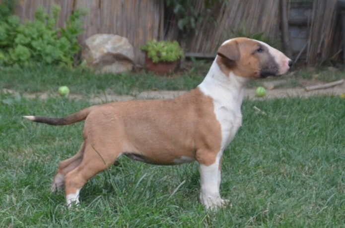 bull-terrier-stenci-big-4