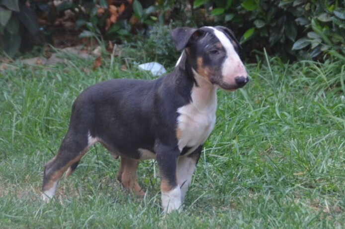 bull-terrier-stenci-big-1