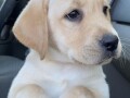 labrador-retriver-vrhunski-stenci-small-0