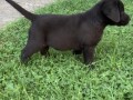 labrador-retriver-vrhunski-stenci-small-3