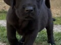 labrador-retriver-vrhunski-stenci-small-1