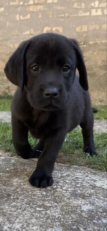 labrador-retriver-vrhunski-stenci-big-1