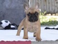 francuski-buldog-small-2