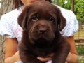 crni-zuti-i-cokoladni-labradori-small-1