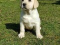 top-leglo-labrador-retrivera-small-2