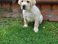 top-leglo-labrador-retrivera-small-1