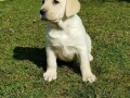 top-leglo-labrador-retrivera-small-3