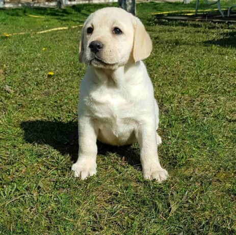 top-leglo-labrador-retrivera-big-2