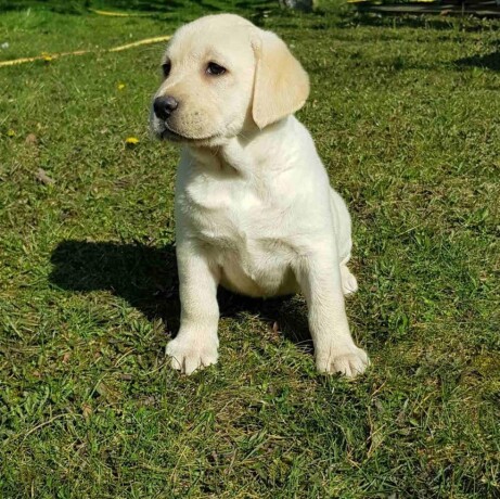 top-leglo-labrador-retrivera-big-3