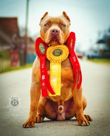 americki-buli-american-bully-pit-bull-terrier-big-1