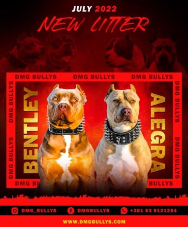 americki-buli-american-bully-pit-bull-terrier-big-0