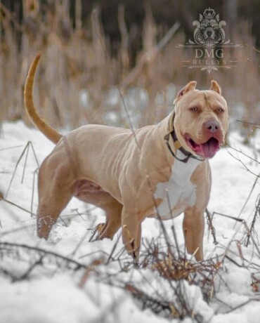 americki-buli-american-bully-pit-bull-terrier-big-2