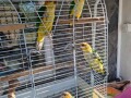 papagaji-ridokapi-i-crnokapi-medvedici-small-0