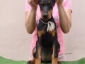 doberman-stenci-small-2