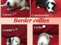 border-collie-stenci-small-4