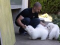 coton-de-tulear-small-4