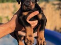 doberman-stenci-small-1