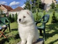 sibirski-samojed-stenci-small-1