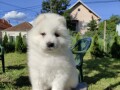 sibirski-samojed-stenci-small-0