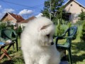 sibirski-samojed-stenci-small-2