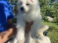 sibirski-samojed-stenci-small-4