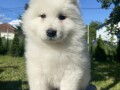 sibirski-samojed-stenci-small-3