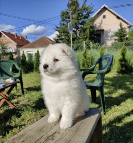 sibirski-samojed-stenci-big-1