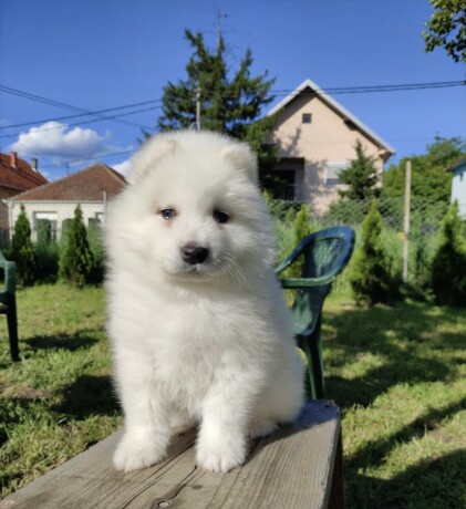 sibirski-samojed-stenci-big-0