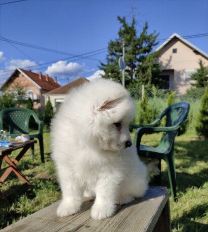 sibirski-samojed-stenci-big-2