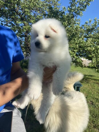 sibirski-samojed-stenci-big-4