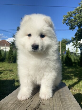 sibirski-samojed-stenci-big-3