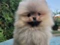 pomeranski-spic-mini-small-0