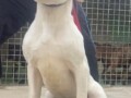 dogo-argentino-stenci-small-2