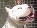 dogo-argentino-stenci-small-4