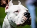 dogo-argentino-stenci-small-3