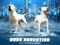 dogo-argentino-stenci-small-0