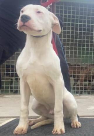 dogo-argentino-stenci-big-2