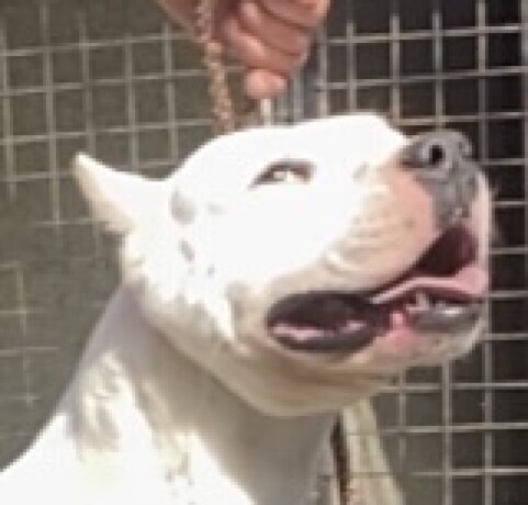 dogo-argentino-stenci-big-4