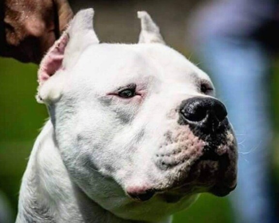 dogo-argentino-stenci-big-3