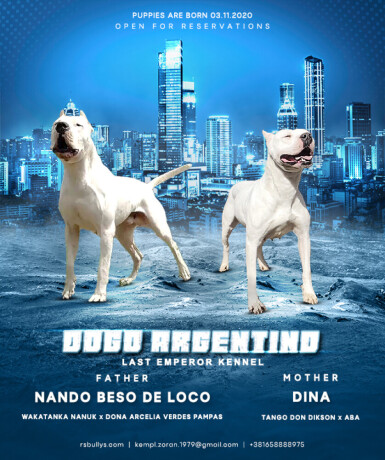 dogo-argentino-stenci-big-0