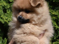 pomeranski-spic-boo-tri-muska-steneta-small-3