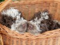 lagotto-romagnolo-small-1