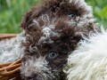 lagotto-romagnolo-small-0