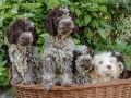 lagotto-romagnolo-small-2