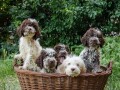 lagotto-romagnolo-small-3